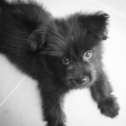 High angle portrait of puppy lying on floor