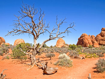 Tree on rock formations in desert against blue sky