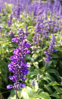 Close-up of lavender blooming outdoors