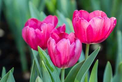 Close-up of pink tulips