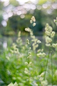 Close-up of flowering plants on land