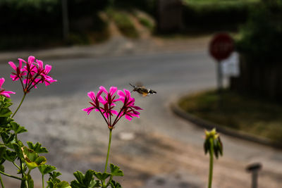 Bee pollinating flower