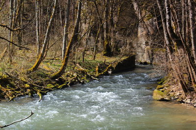 River flowing amidst trees in forest