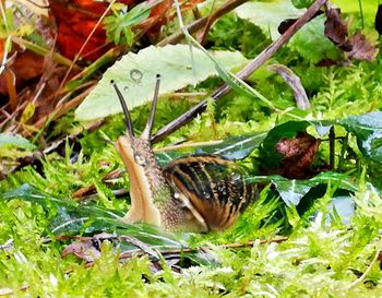 Close-up of snail on ground
