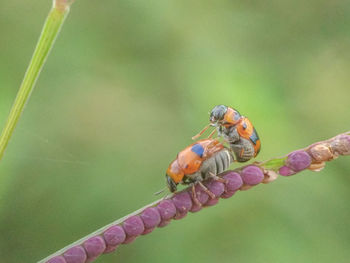 Close-up of ladybug on plant