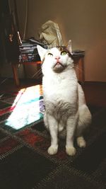 Cat looking away while sitting at home