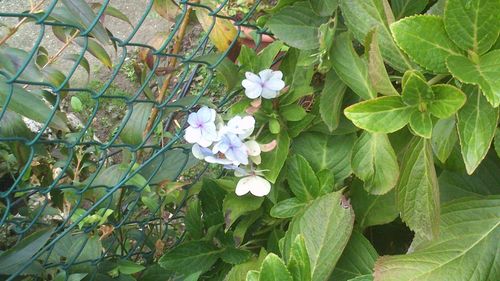 Close-up of white flowering plant