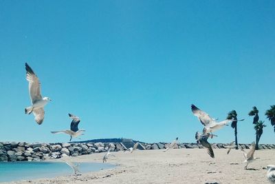 Seagulls on beach against clear blue sky