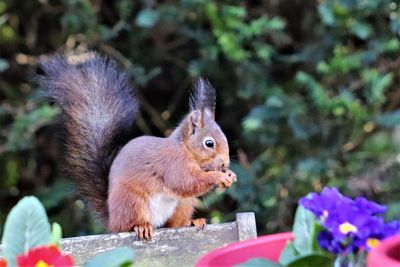 Close-up of squirrel