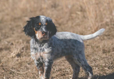 Portrait of dog standing on field