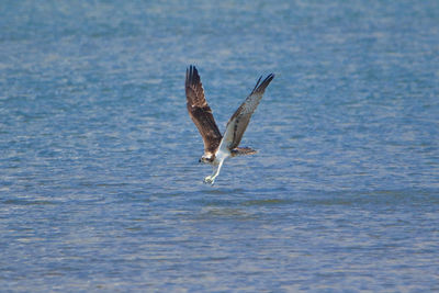 Osprey is hunting.