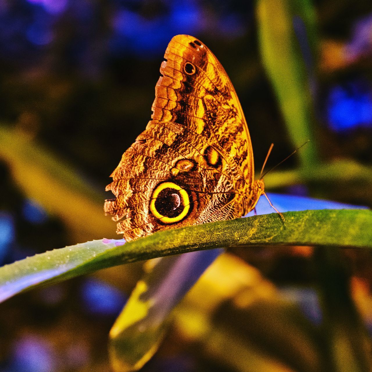 BUTTERFLY ON LEAF