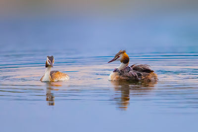 Duck swimming in lake