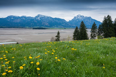 Yellow flowering plants on field by mountains against sky