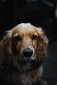 Close-up portrait of dog