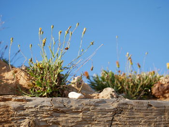 View of lizard on rock against clear sky