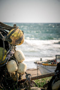 Close-up of seashells