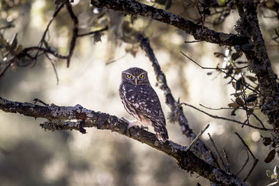 Close-up of bird perching on branch