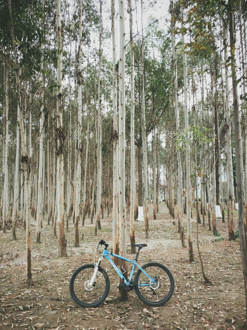 tree, bicycle, transportation, tree trunk, in a row, tranquility, abundance, mode of transport, nature, day, stationary, fence, growth, outdoors, large group of objects, forest, parked, footpath, no people, land vehicle