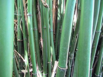 Close-up of bamboo plant