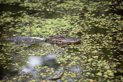 High angle view of turtle in lake