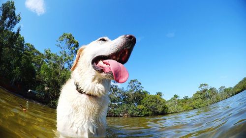 Dog by water on tree against clear sky