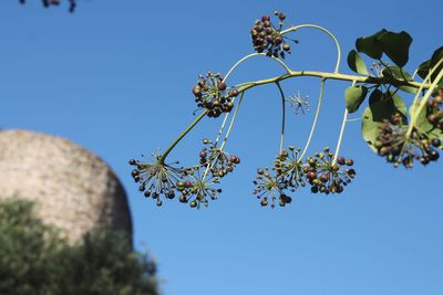 Low angle view of flowering plants against clear blue sky