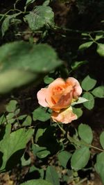 Close-up of rose plant