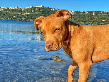 View of dog standing against sky