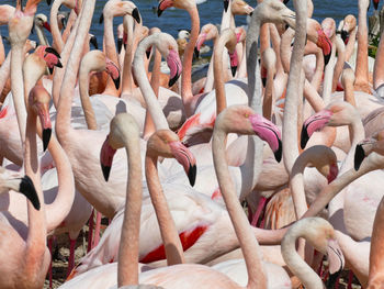 High angle view of  a flock of flamingo 