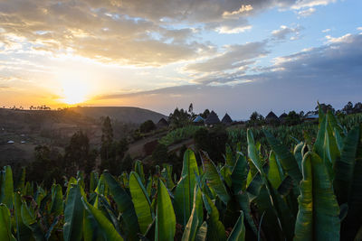 Plants growing on field against sky during sunset