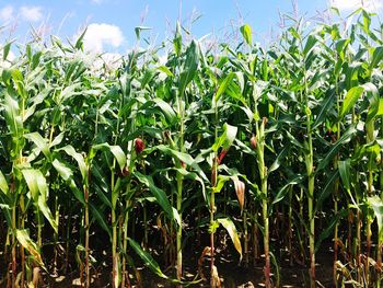 Close-up of fresh corn field against sky