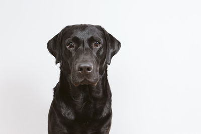 Close-up portrait of a dog over white background