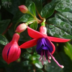 Close-up of pink flower