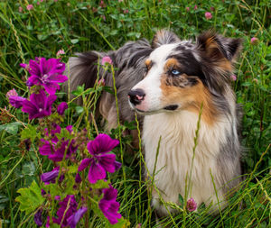 Close-up of dog on field