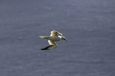 Seagull flying over a water