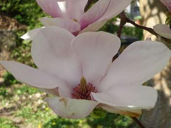 Close-up of white flower blooming outdoors