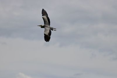 Low angle view of seagull flying