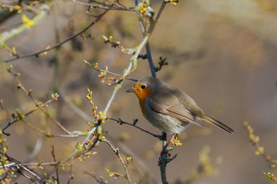 Close-up of bird perching on branch