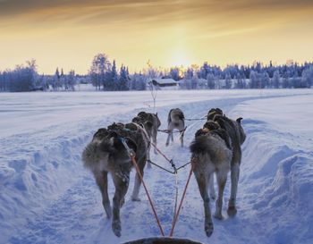 Dogs on snow covered field during sunset