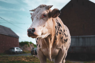 Close-up of cow