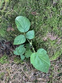 High angle view of green leaf on field