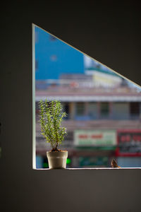 Potted plant on window at home