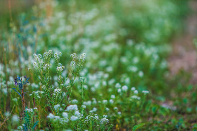 Close-up of fresh green plant