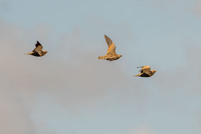 Low angle view of birds flying in the sky