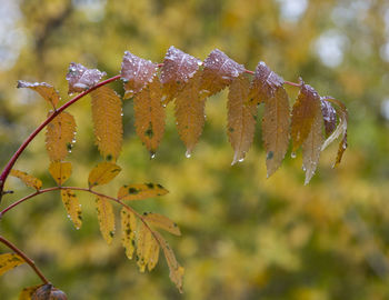Close-up of leaves on tree during autumn