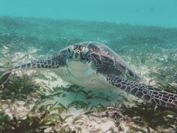 Close-up of turtle swimming in sea