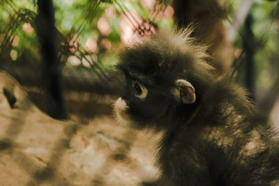 Close-up of a monkey