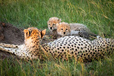 Full length of cheetah sitting on rock