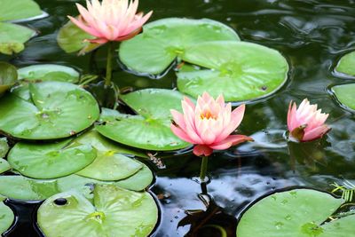 High angle view of lotus water lily in pond